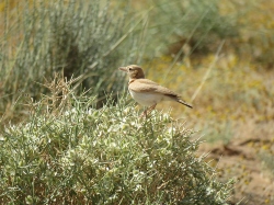 Dunn's Lark